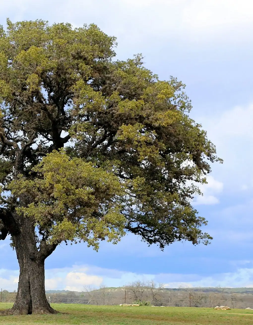 Broad live oak on open Hill Country land under a cloudy spring sky