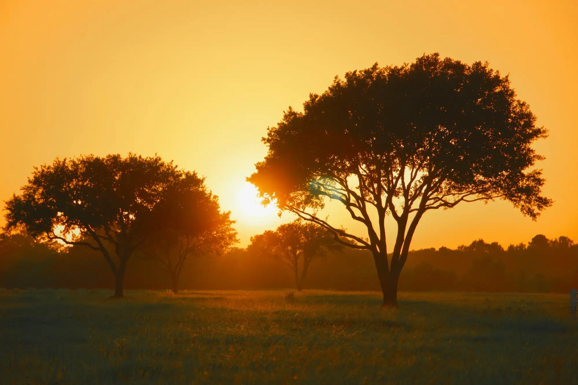 Sun low behind two live oaks in a dry field, the sky orange with heat